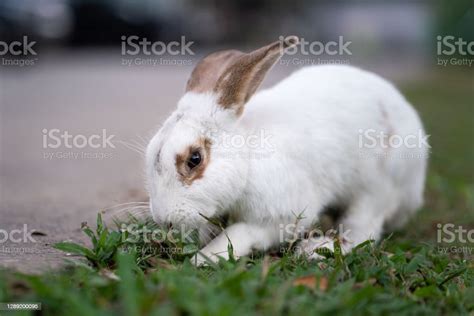 White Rabbit Digging Hole On Ground Stock Photo Download Image Now