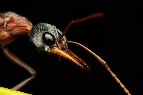 Black Headed Bull Ant Myrmecia Nigriceps Strangways Vic Flickr