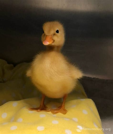 Baby Animals Pictures Cute Animal Pictures Animals And Pets Duck