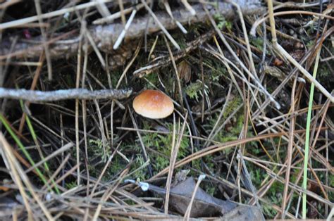 Magic Mushrooms Victoria Australia All Mushroom Info