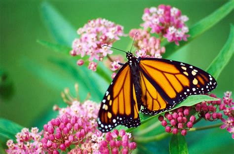 Male Monarch Butterfly On Swamp Milkweed C2003 Worth Township