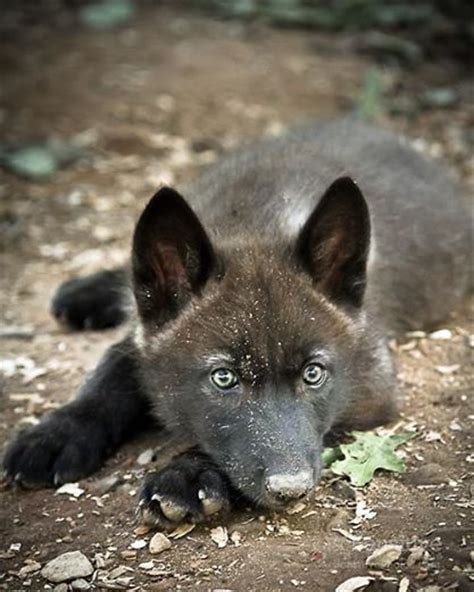 Tumblr Wolf Pup Wolf Puppy Wolf Dog