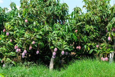 How To Plant And Grow Mango Harvest To Table