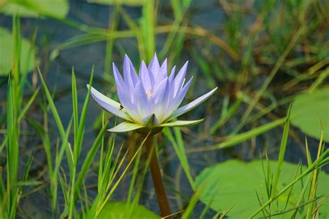 Water Lily The National Flower Of Bangladesh