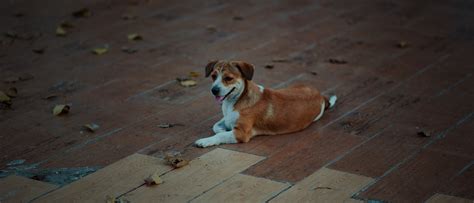 Fotos Gratis Adorable Canino Linda Animal Domestico Mascota