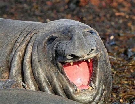 This Walrus Looks Like When Someone Tells You A Joke That Is Not That