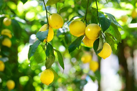 Lemon Tree Pests Daltons
