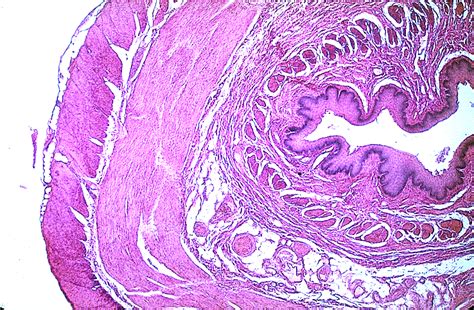 Esophageal Glands Histology