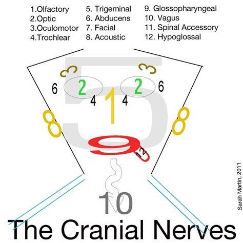 Cranial Nerves Face You Have 1 Nose 2 Eyes 3 4 6 Makes Your Eyes Do