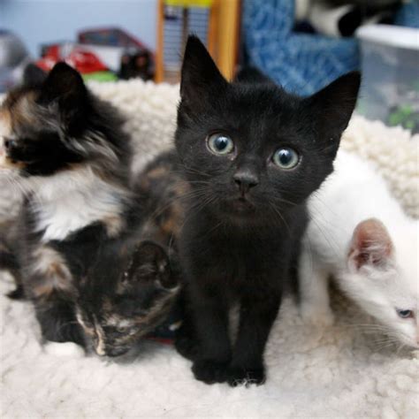 Cats available for adoption and rescue cats from a wide number of uk cat rescue shelters. Adopt a Cat While You Shop This Weekend - Midtown - New ...