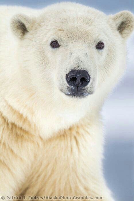 Close Up Polar Bear Cute Polar Bear Polar Bear Face Polar Bear