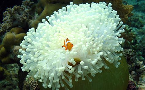 Orange And White Fish Nature Animals Fish Sea Anemones Hd Wallpaper