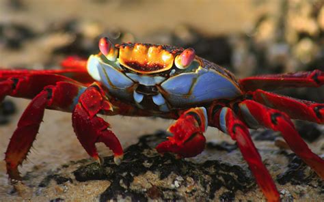 Nature Animal National Geographic Crab Green Hd