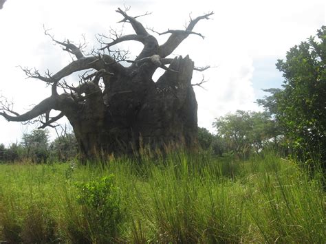 Animal Kingdom Kilimanjaro Safaris I Love The Baobab Tre Flickr