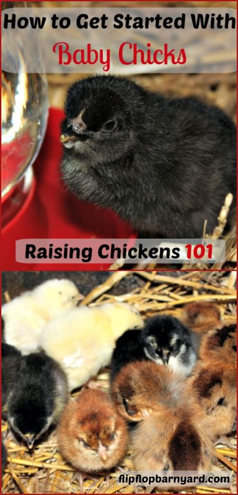 How To Raise Baby Chicks Everything You Need To Know Baby Chicks
