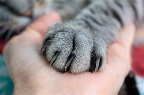 The Controversial Practice Of Declawing Cats Health Behavior Legal