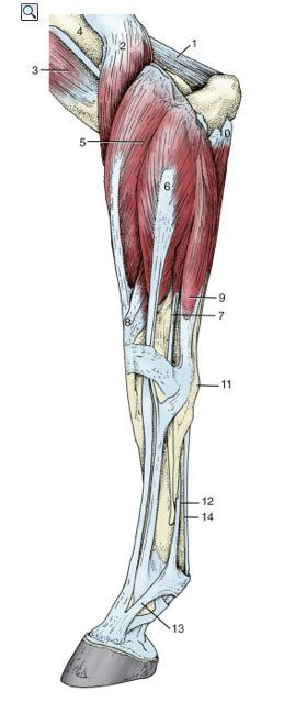 Attached to the bones of. Groin Muscle Injuries - Anatomy | Dr. Mel Newton
