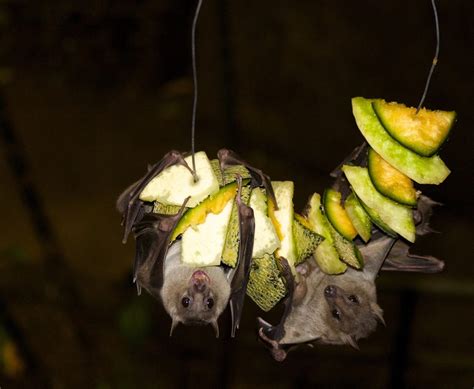 30 Fruit Bat Facts About The Majestic Megabat Facts Bridage