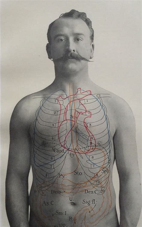 Antique 1900s Medical Diagram Scientific Print Human Anatomy Stomach