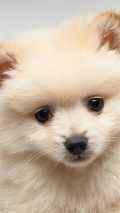 Pomeranian Teacup Dogs Wallpapers Wallpaper Cave