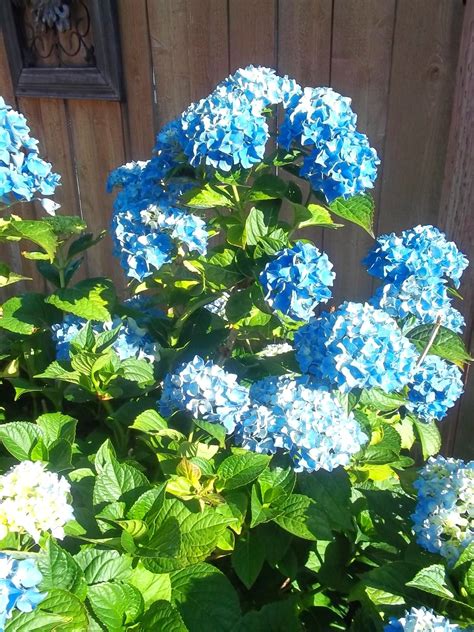 Hydrangea 👼 Floral Wreath Hanukkah Wreath Floral