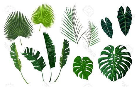 Jungle Leaves Vector At Collection Of Jungle Leaves