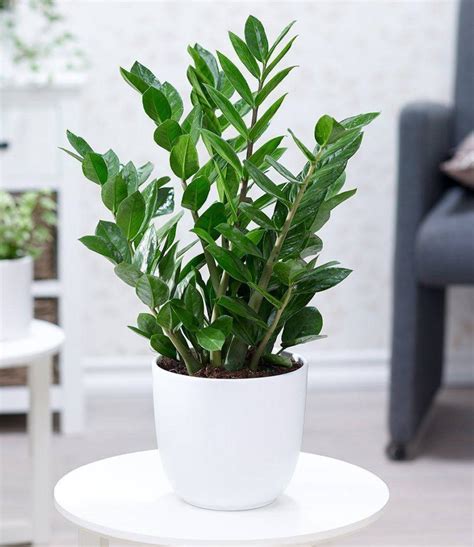 6 Hardy And Easy To Maintain Indoor Plants