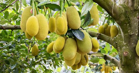 A few jackfruit trees are have flourish in florida and san diego, but the northern states of the us and all of canada are generally too cold to the young. Jackfruit Benefits for Diabates: Are There Any?