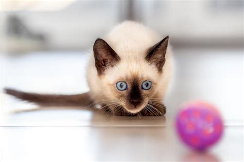 Long Hair Siamese Kittens Balinese Long Haired Siamese Cat Breed