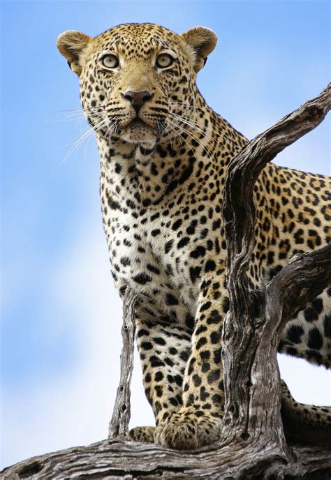 Male Leopard Portrait By Rudi Hulshof Via 500px Big Cats Animals