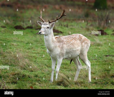 Light Colored Fallow Deer Stag Stock Photo Alamy