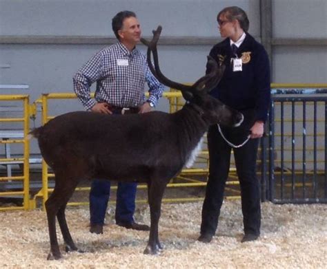 Raising Reindeer How One Show Reindeer Inspired A Passion Dairy Herd