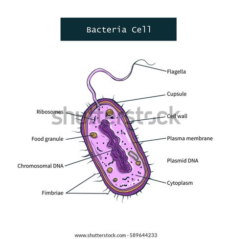 Structure Bacteria Cell On White Background Stock Vector Royalty Free