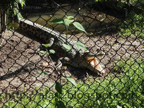 Elephants, tigers, bears, hippos, crocodiles. afasz.com: Haiwan-haiwan di Zoo Taiping (Part I)