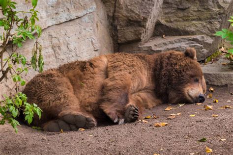 Grizzly Bear Laying Down Stock Photos Pictures And Royalty Free Images