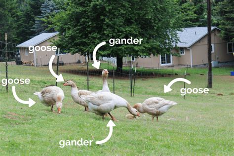 how to tell the gender of your goose or gander bramblewood hill