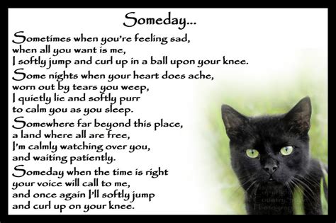 Beautiful Black Cat Memorial Pet Loss Bereavement Rainbow Etsy Cat