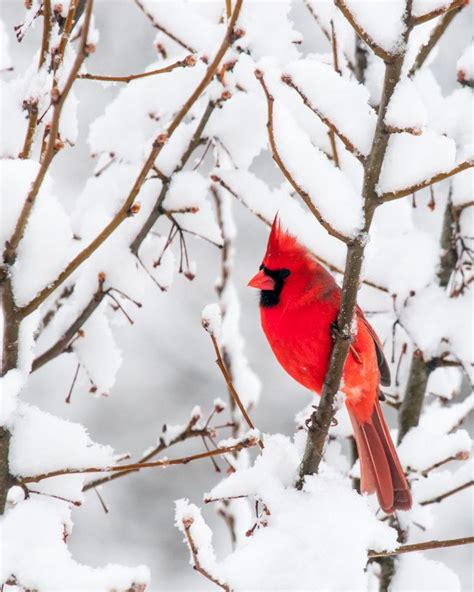 Red Cardinal Bird Photo Winter Christmas Scene White Snow 8x10
