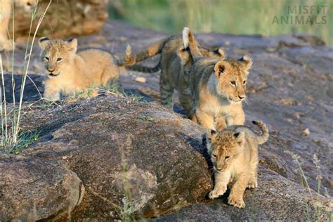 Baby Lions What Theyre Called Facts And Pictures