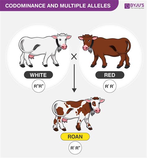 In genetics, dominance belongs to the property that has one gene (or allele) in relation to other genes or alleles. Codominance