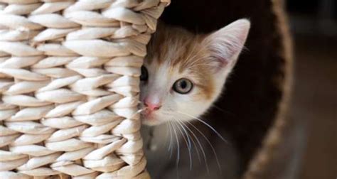 Resimli Kedi Sözleri Kedi Hayvanları Blog