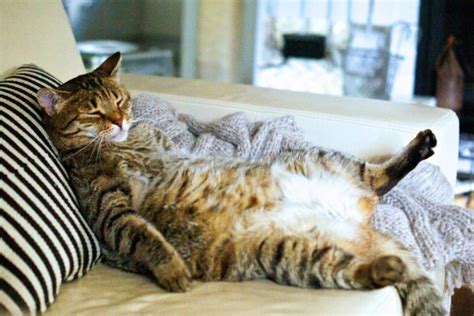 What do a cat's sleeping positions mean? Cat Sleeping Positions and What They Mean