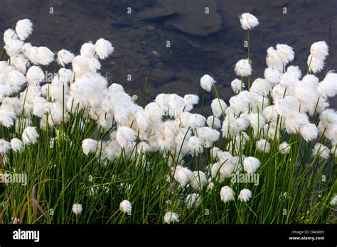 Alaska Cotton Grass Eriophorum Brachyantherm Grows Along A Tundra