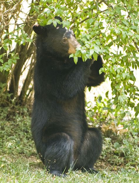 Black Bear Sighting