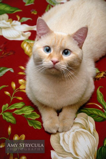 Flame Point Siamese Cat Beautiful Cats Cute Cats Pretty Cats
