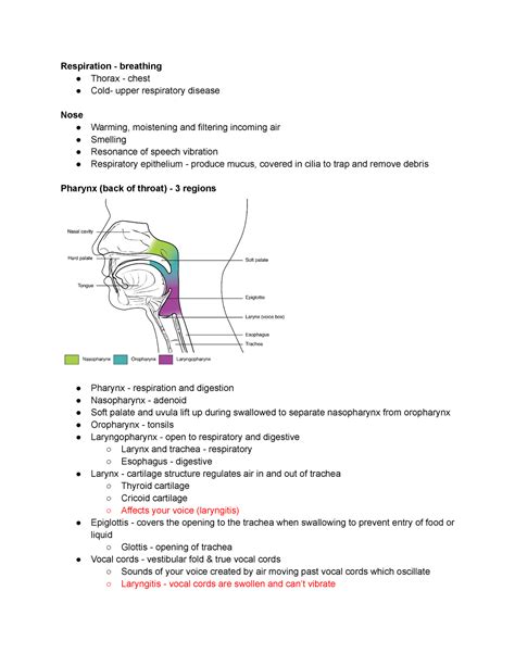 Respiratory Lecture Notes Respiration Breathing Thorax Chest Cold