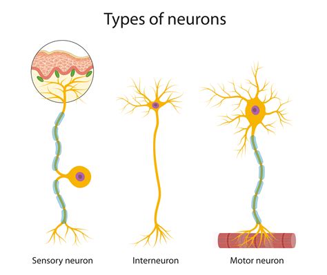 Tipos De Neuronas Estructure Sensorial Neurona De Motor Astrocyte My