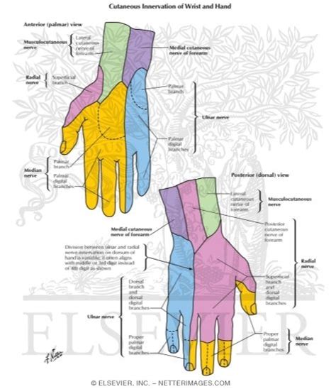 Cutaneous Nerves Of Wrist And Hand