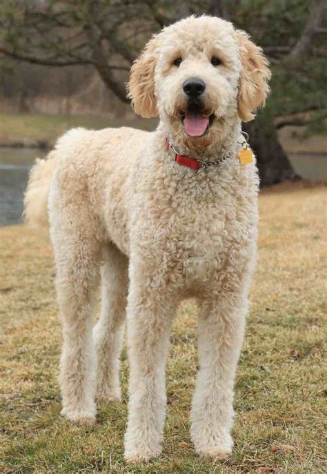 Depending on the coat colors of its parents and even grandparents, goldendoodles can turn out to be black, white, cream, golden/caramel. Goldendoodle designer dog breed - F1, F1b Goldendoodles ...