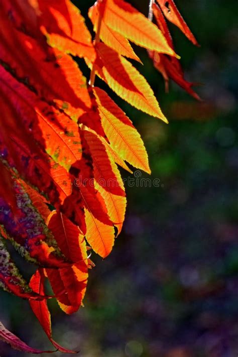 Red Leaves Forming An Interesting And Original Autumn Background On A